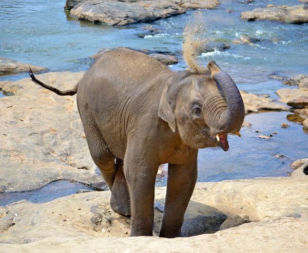 Baby Elephant At Srilanka Jungle