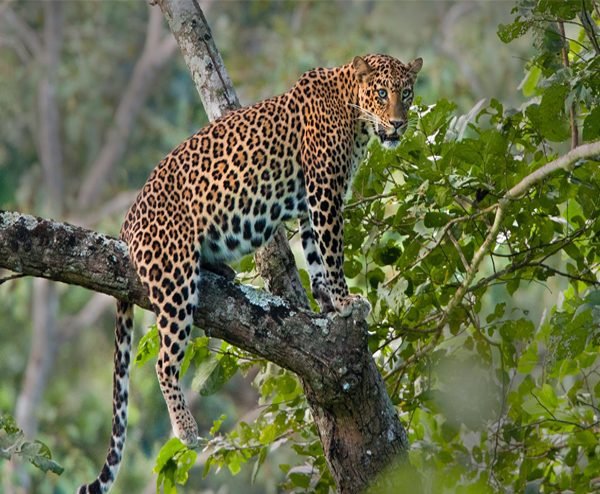 Leopard At Yala Safari Sri Lanka