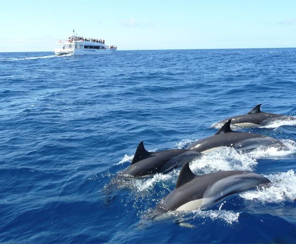 Mirissa Whale watching package Sunflower Trip