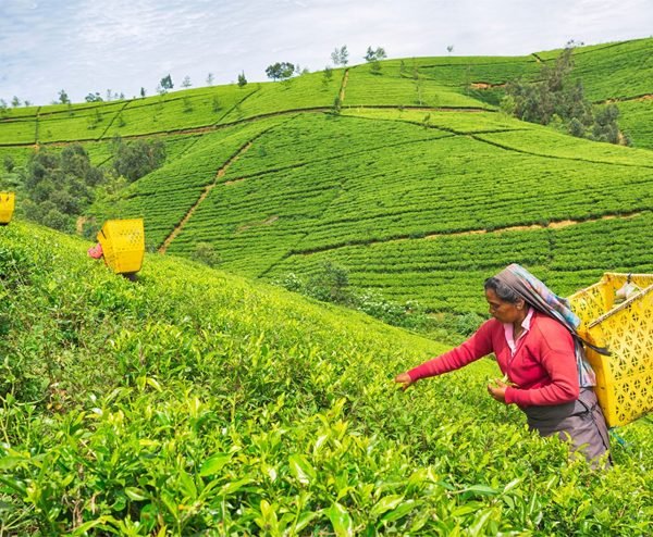 Nuwara Elliya Tea Garden in Sri Lanka