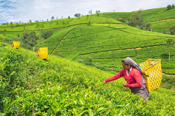 Nuwara Elliya Tea Garden in Sri Lanka