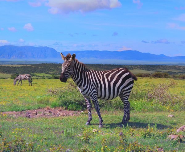 Zebra at Ngorongoro National Park Tanzania